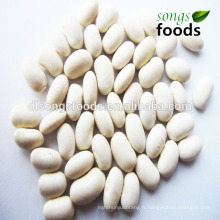 Spécification des haricots blancs et haricot blanc